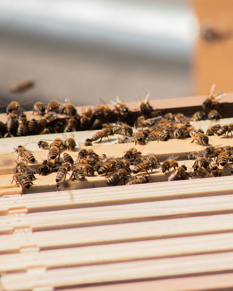bee